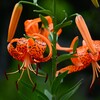連絡道・オニユリの花