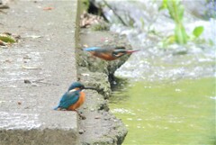 巣穴に向かって飛ぶ