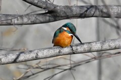 Ｋ川・中流域のカワセミ♂