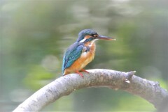 都内公園のカワセミ♀