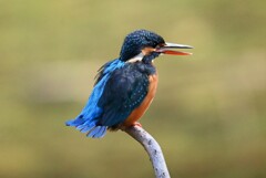 都内公園・巣穴前のカワセミ♀