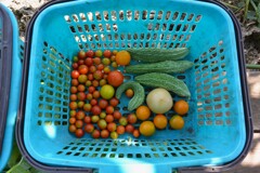 菜園・8月12日の収穫  (トマト、ゴーヤ)