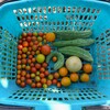 菜園・8月12日の収穫  (トマト、ゴーヤ)