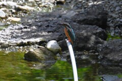 K川・カワセミ♂