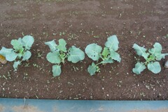 菜園・スティックブロッコリー