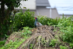 菜園・キジ♂ホロ打ちスタンバイＯＫ（二回目）