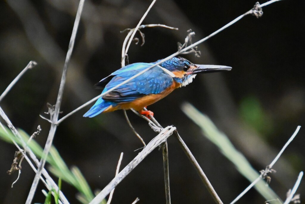 K川・中流のカワセミ♂