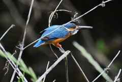 K川・中流のカワセミ♂