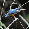 K川・中流のカワセミ♂