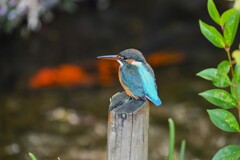 用水路・カワセミ♀若 