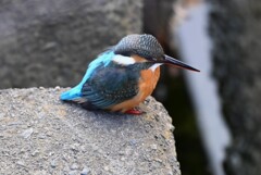 K川下流域・カワセミ♀若
