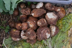 菜園・サトイモ