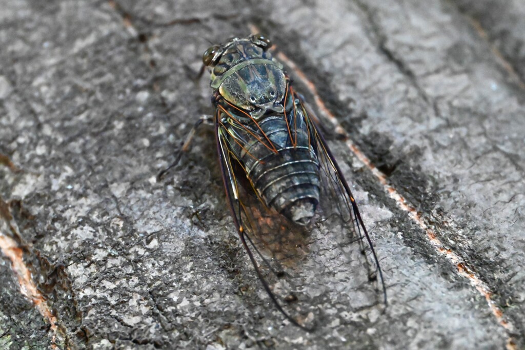 ツクツクボウシ下から・・