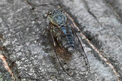 ツクツクボウシ下から・・