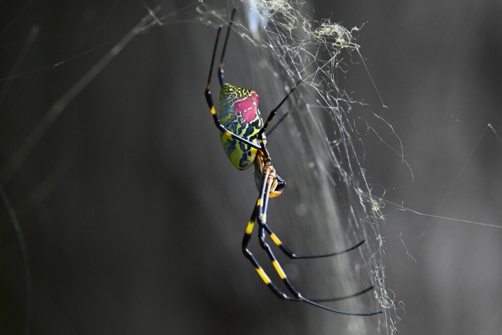 用水路・ジョロウグモ