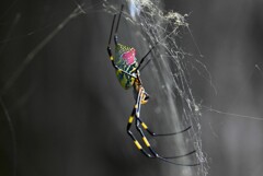用水路・ジョロウグモ