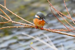 K川下流域・カワセミ♀若 