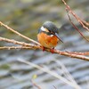 K川下流域・カワセミ♀若 