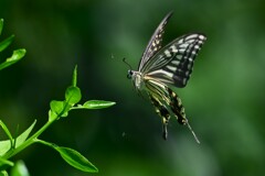 K川沿道・ミカンの木にアゲハチョウ
