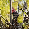 用水路・ハシボソガラスひな