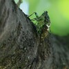 K川沿道・桜の老木にミンミンゼミ