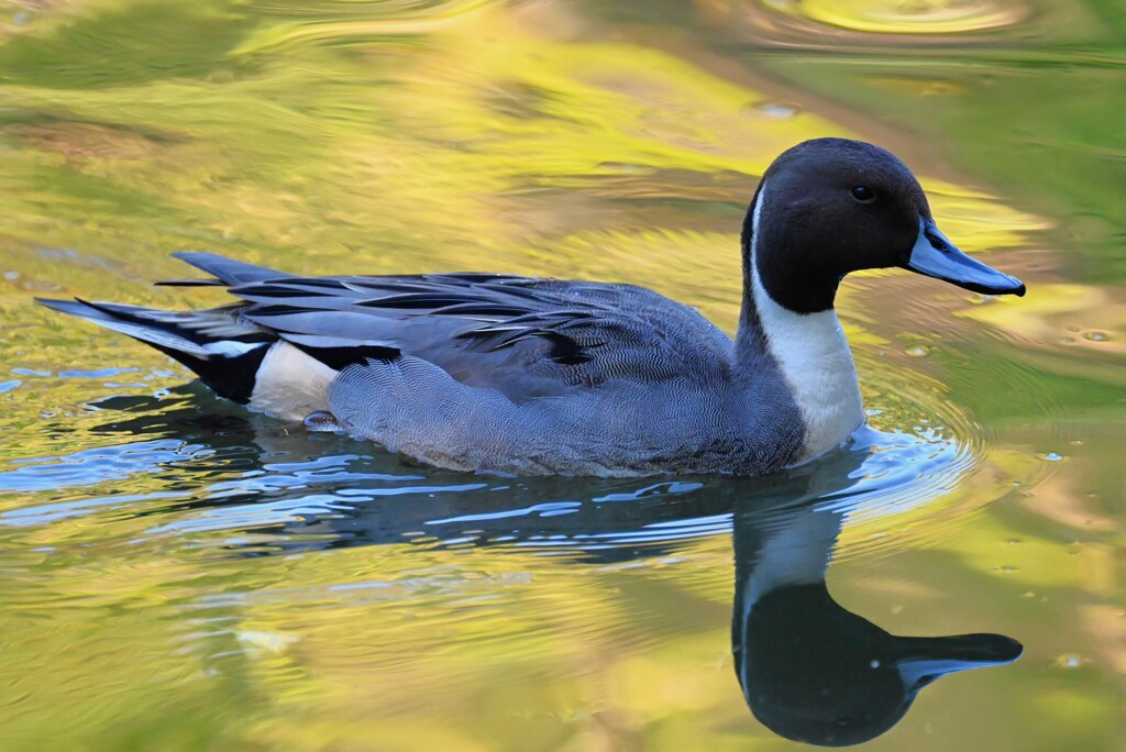 都内公園・オナガガモ♂