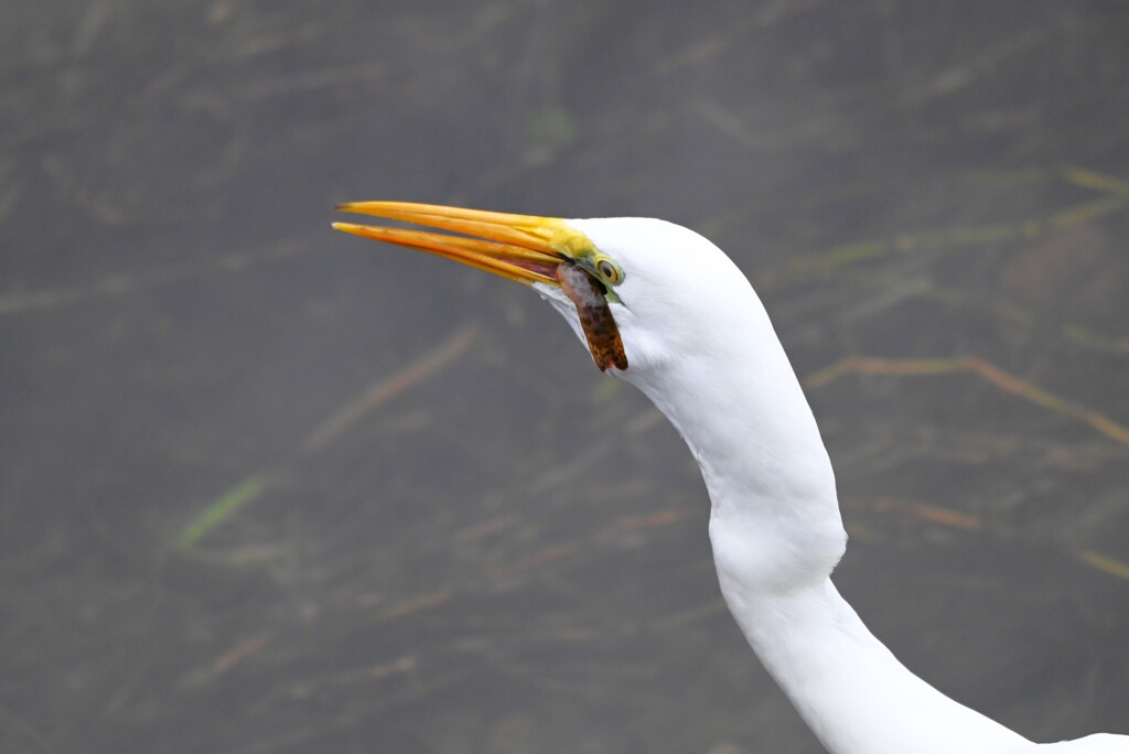 都内S川・大物ドジョウを呑むダイサギ