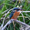 K川下流域・カワセミ♀若