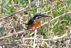 3月2日 (Ｋ川・上流のカワセミ♀B)