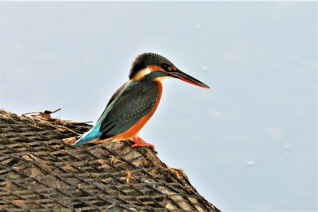 たそがれのカワセミ♀若