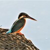 たそがれのカワセミ♀若