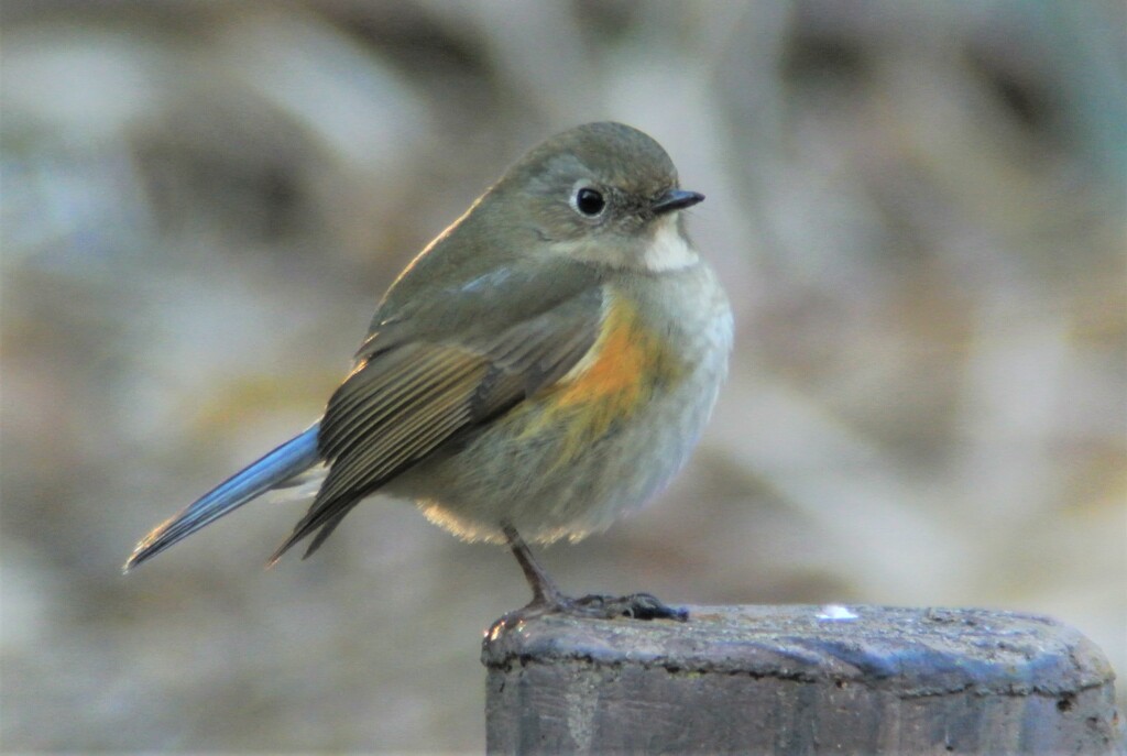 ルリビタキ♀タイプ