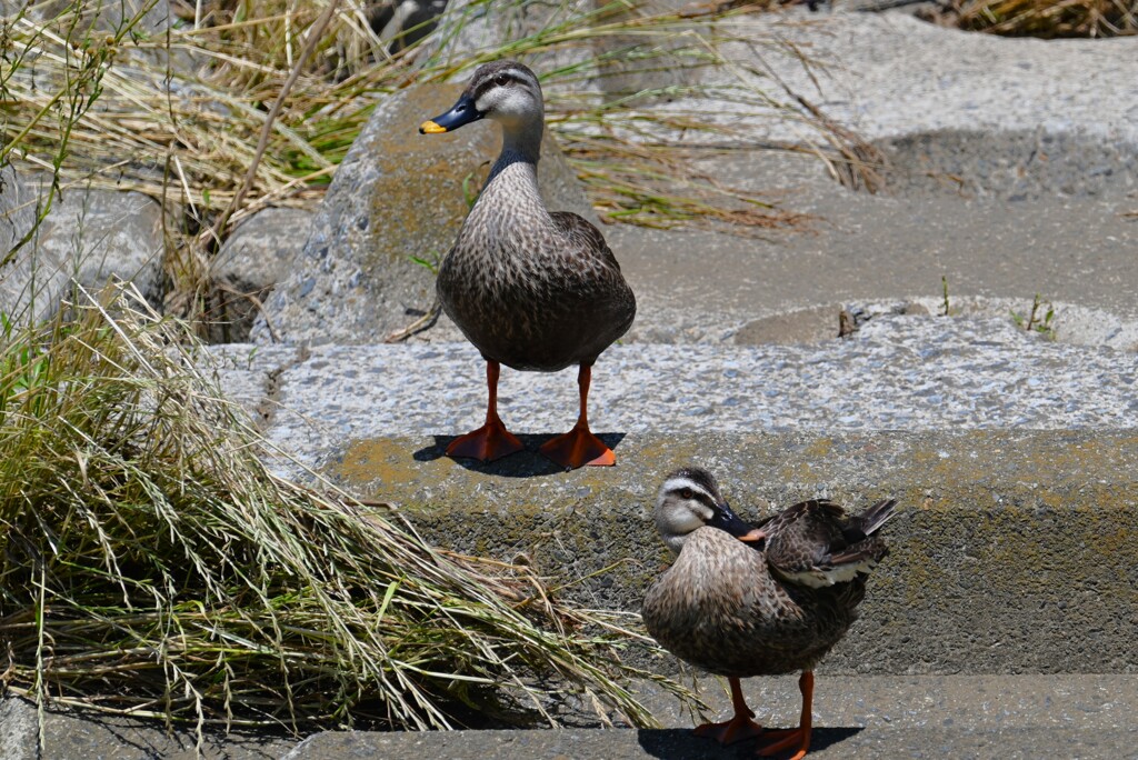 K川・ カルガモ3羽突然の死闘