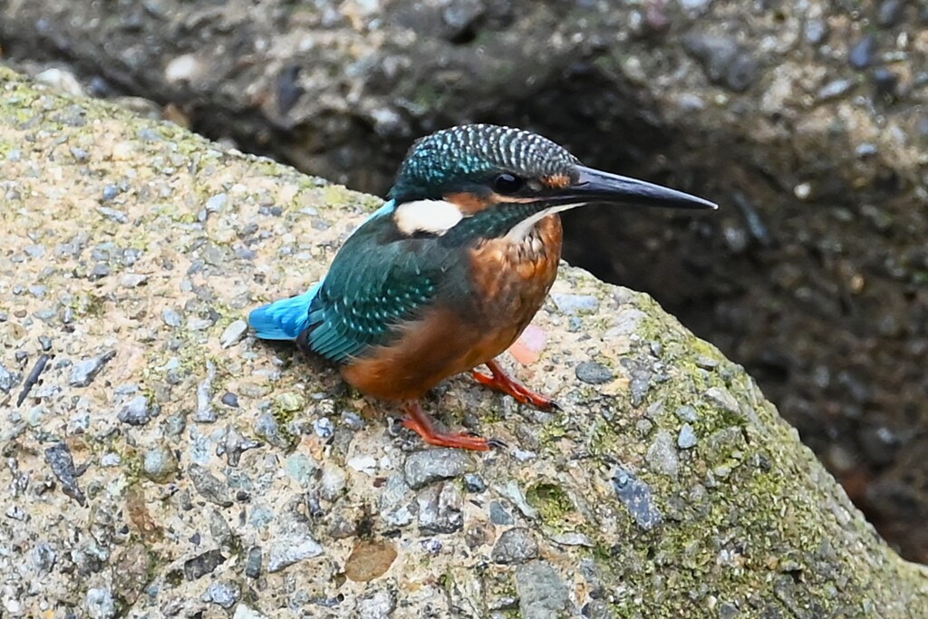 K川下流域・こちらもやっと来たカワセミ♂若！！