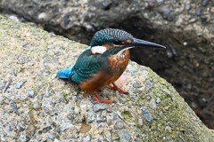 K川下流域・こちらもやっと来たカワセミ♂若！！
