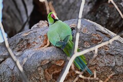 用水路・ワカケホンセイインコ子育てを始めたか？