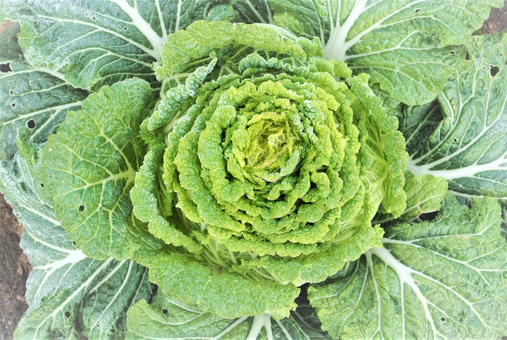 凍り付いたハクサイ