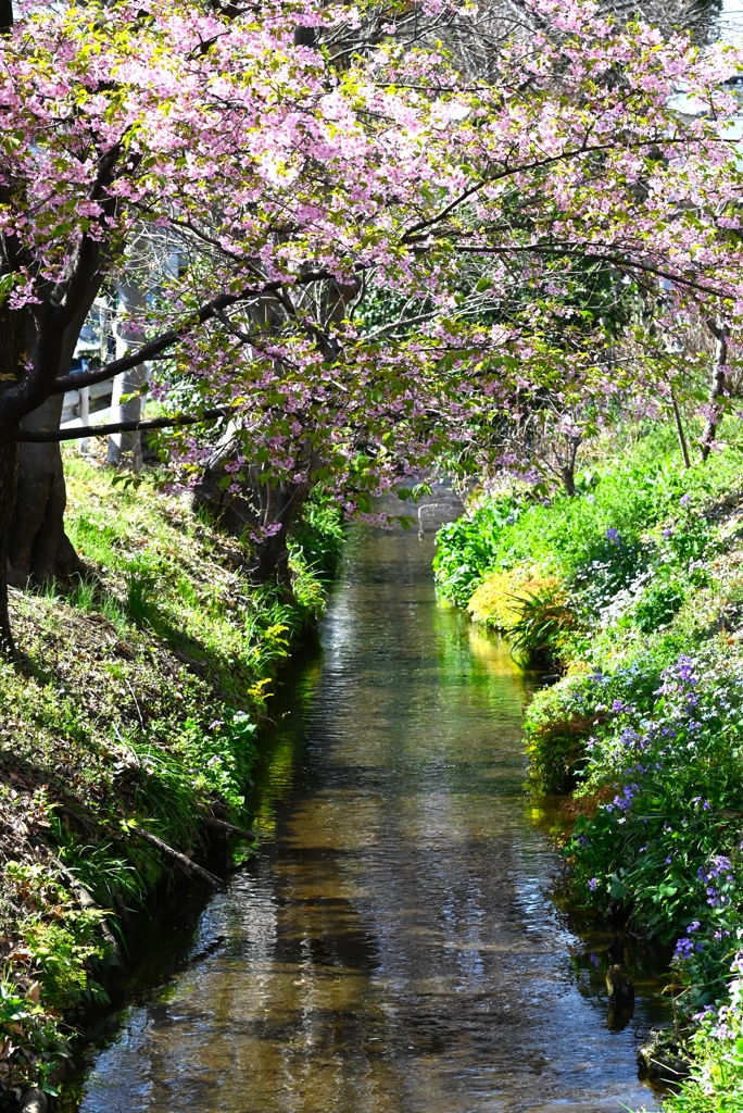 用水路・3月14日河津桜開花状況