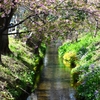 用水路・3月14日河津桜開花状況