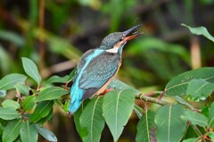 都内S川・カワセミ♀若 