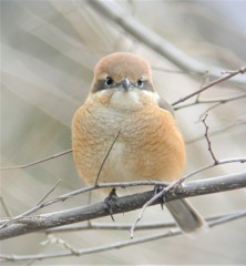 モズ♀前向き