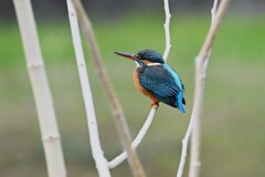 K川・上流域のカワセミ♀ 