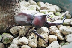鉢の中のカブトムシ