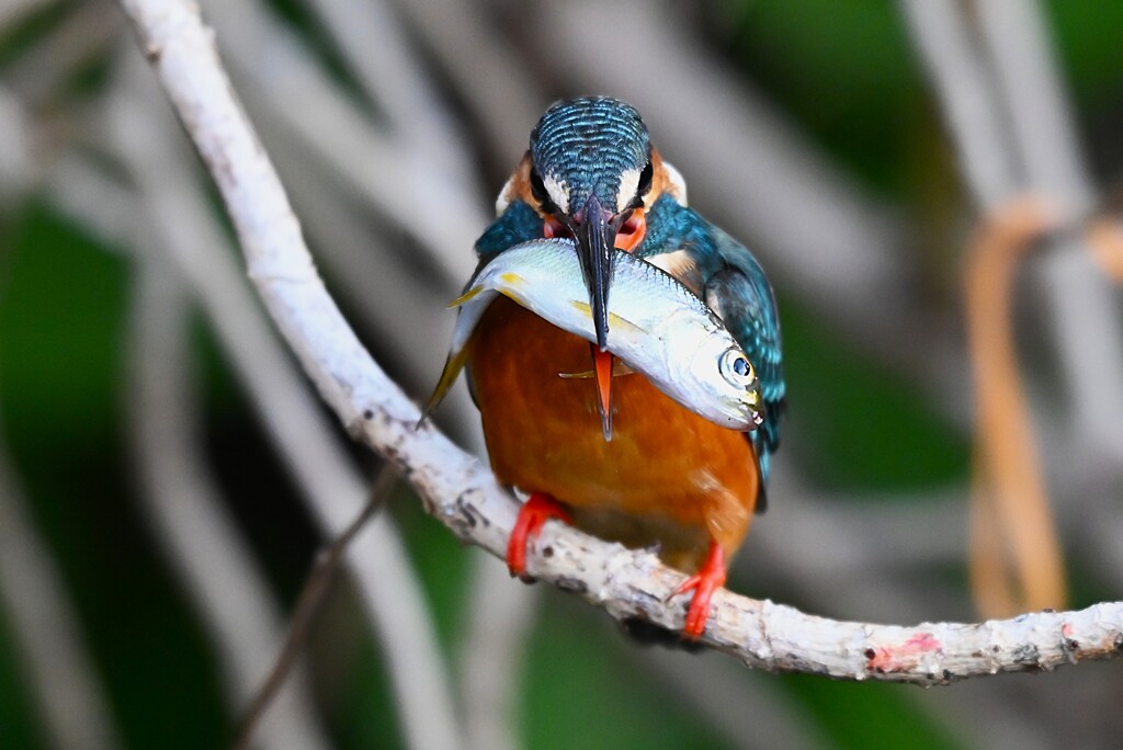 用水路・カワセミ♀若大物ゲット 