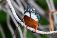 用水路・カワセミ♀若大物ゲット 