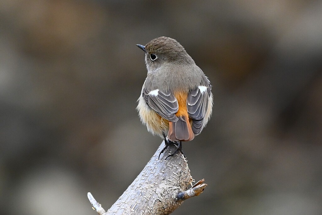 K川上流域・ジョウビタキ♀