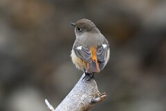 K川上流域・ジョウビタキ♀