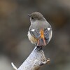 K川上流域・ジョウビタキ♀