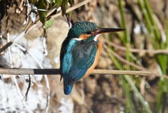 Ｋ川中流域・もう一羽のカワセミ♀