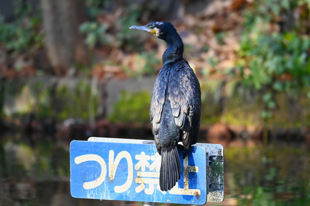 都内公園・カワウお気に入りの場所で・・